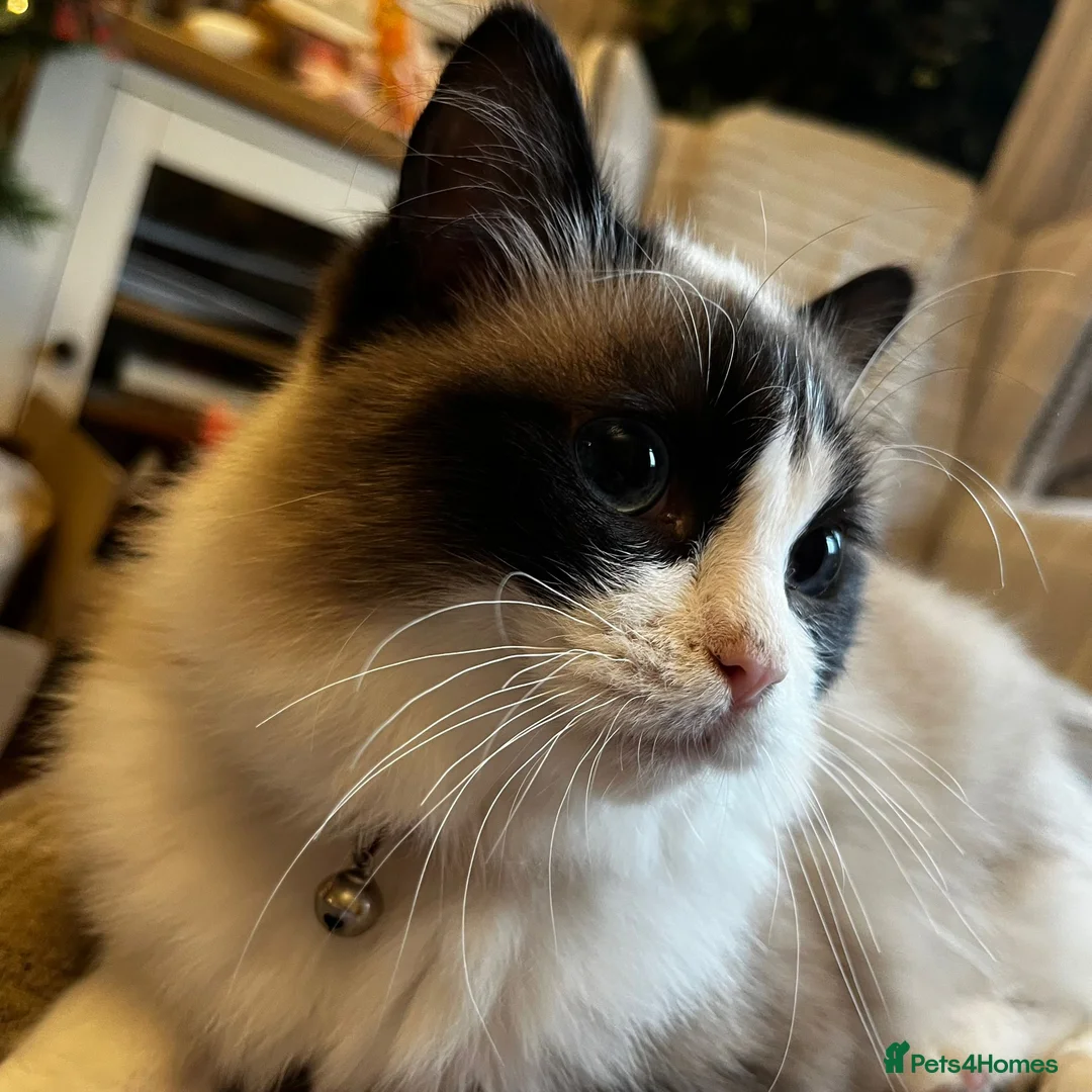 Ragdoll cats for sale: Ragdoll male  - Advert 2