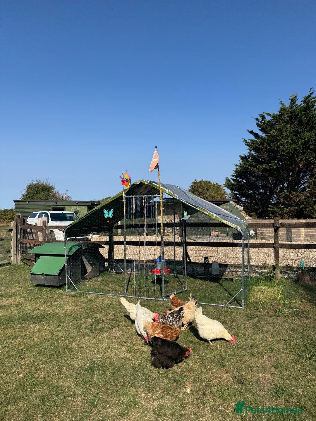 Chickens poultry for sale: Complete chicken 🐓 set up 😍 - Image 1