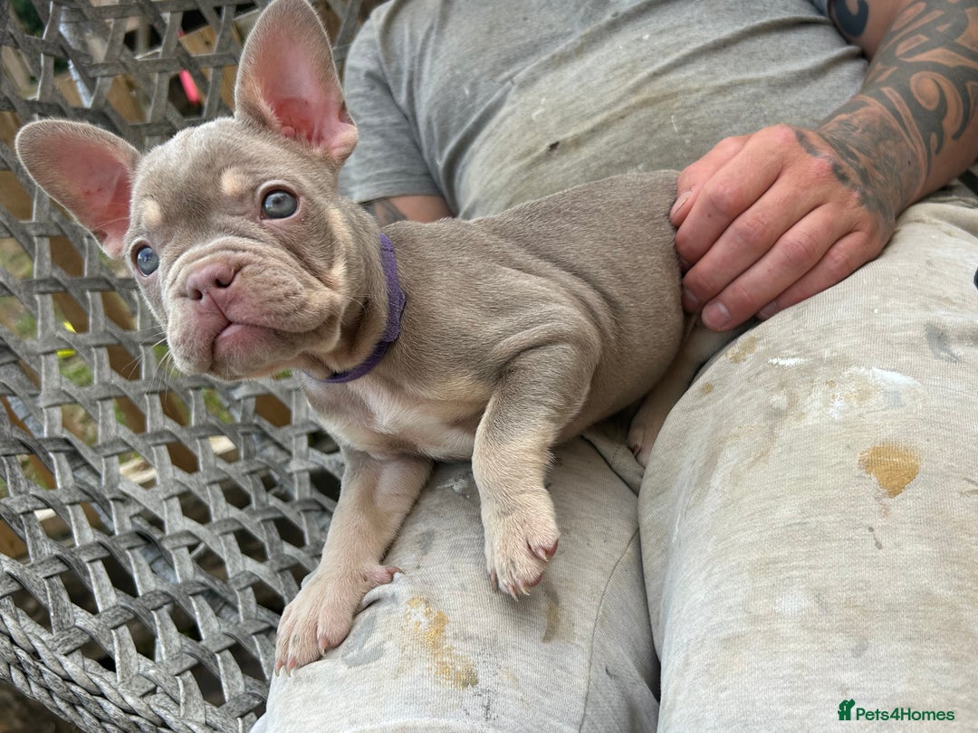 French Bulldog dogs for sale: 5* beautiful French bulldogs left ready to go 🏡 - Image 7