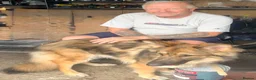 German Shepherd dogs for sale: KC reg 1 year bitch German Shepherd  - Advert 13