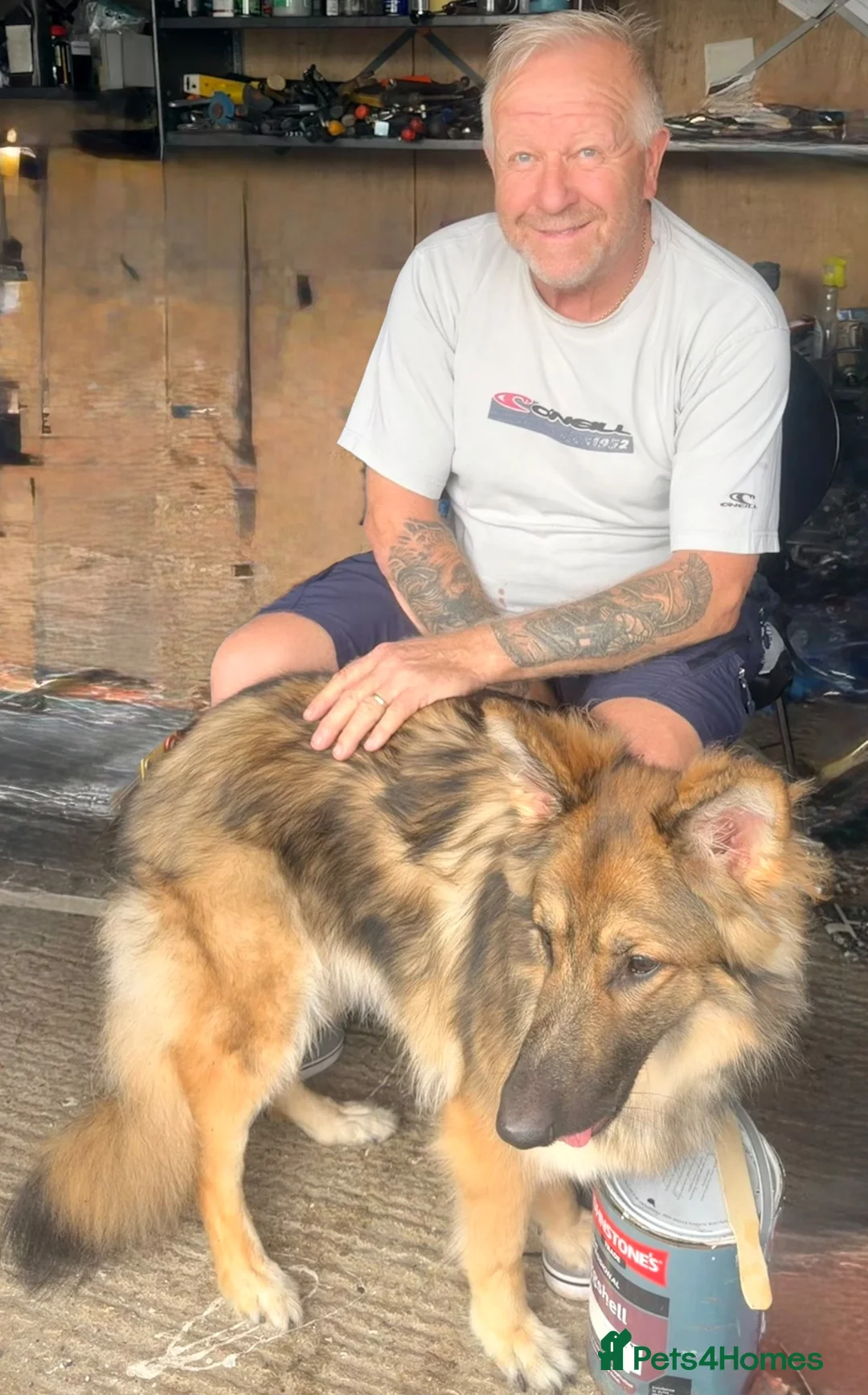 German Shepherd dogs for sale: KC reg 1 year bitch German Shepherd  - Advert 13