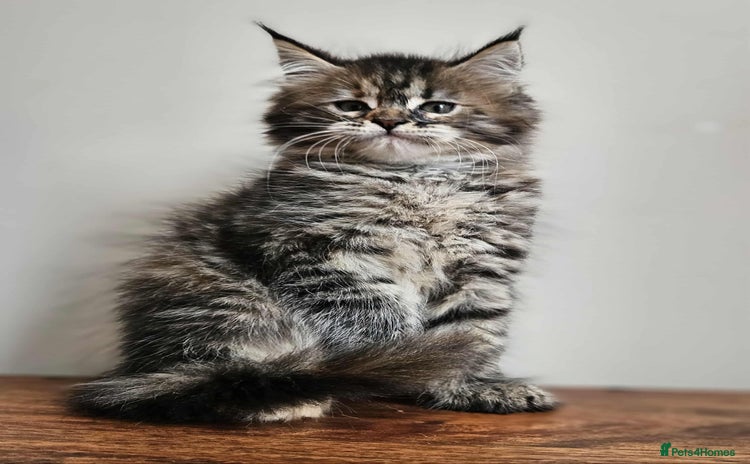 Maine Coon cats - Advert 2