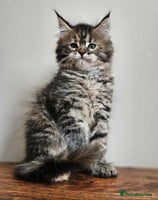 Maine Coon cats - Advert 15