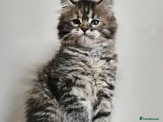 Maine Coon cats XXL Champion Line Maine Coons – Rare, Very Fluffy! - Advert 12