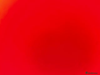 Dachshund dogs - Advert 3