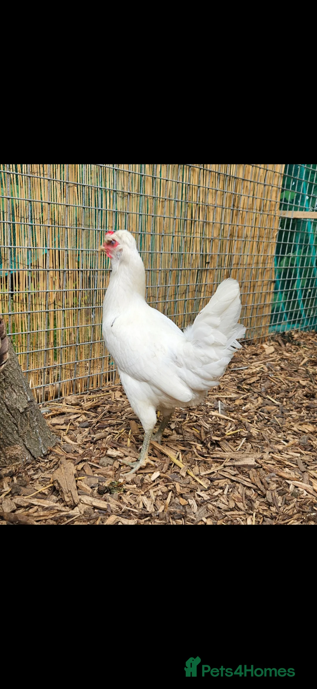 Chickens poultry for sale: Leghorn hatching eggs in Wisbech - Advert 2