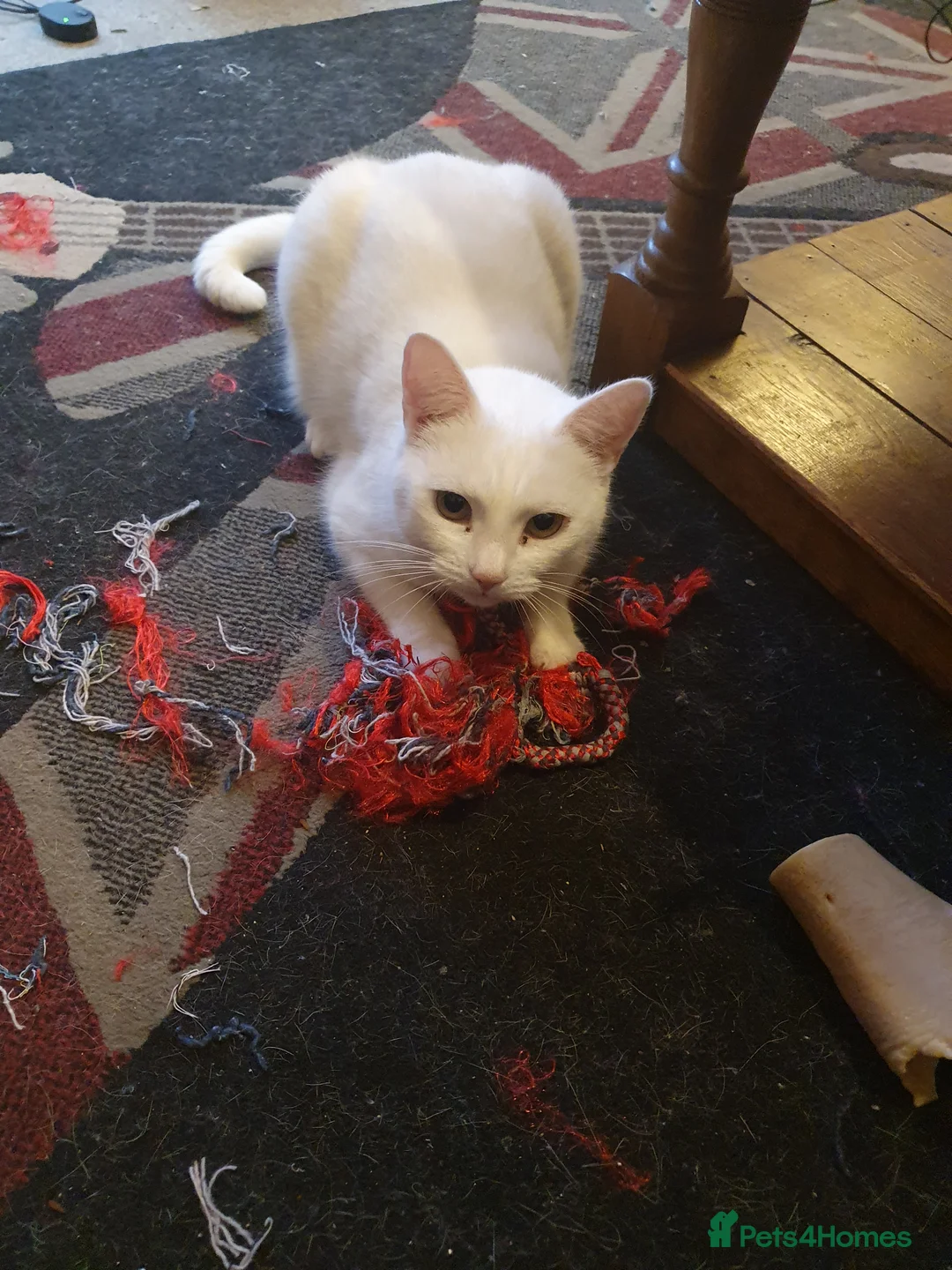 British Shorthair cats for sale: Sisters for sale/rehoming in Ashford - Advert 2