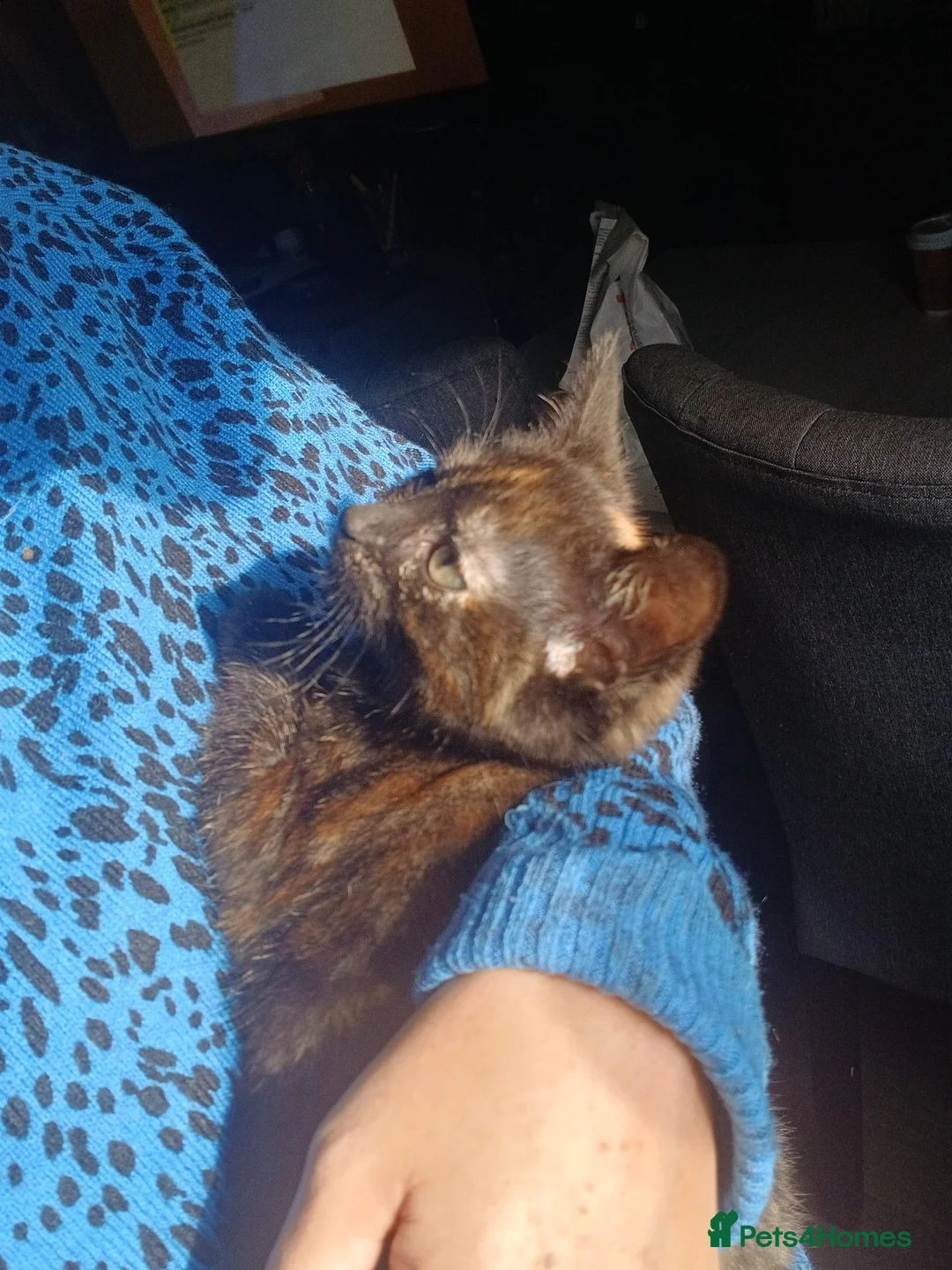 Mixed Breed cats for sale: Beautiful kitten - Advert 10
