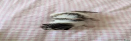 Mixed Breed cats for sale: Five Beautiful kittens  in Billingham - Advert 7