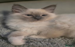 Ragdoll cats for sale: 2 beautiful litters of Ragdolls  - Image 2