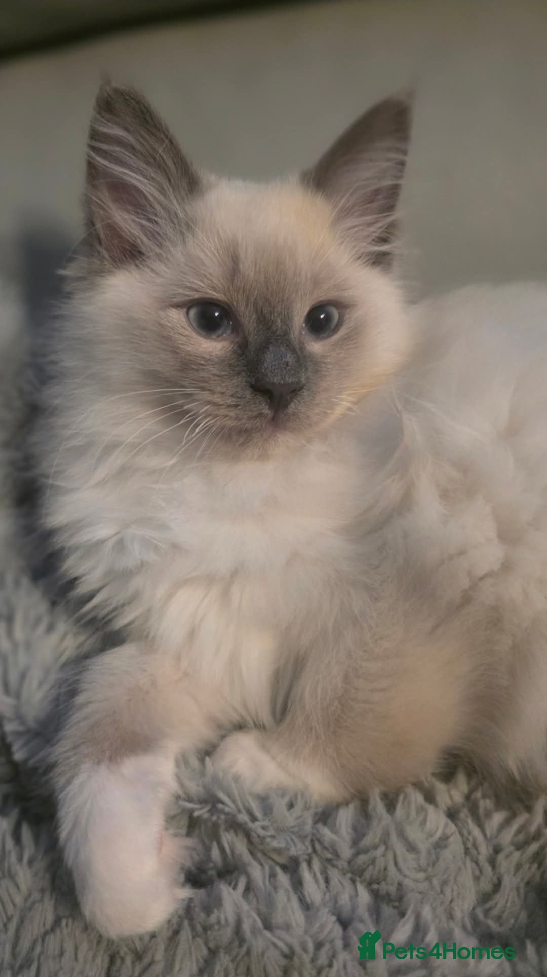 Ragdoll cats for sale: 2 beautiful litters of Ragdolls  - Image 2