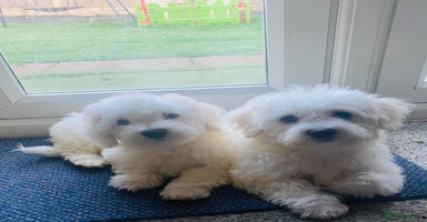 Maltese dogs - Advert 10