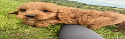 Cavapoo dogs for sale: Toy Cavapoo Puppies - Advert 30