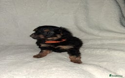 Mixed Breed dogs for sale: Yorkshire Terrier x Pomeranian Puppys - Advert 7