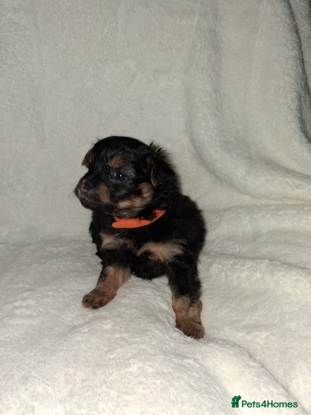 Mixed Breed dogs for sale: Yorkshire Terrier x Pomeranian Puppys - Advert 7