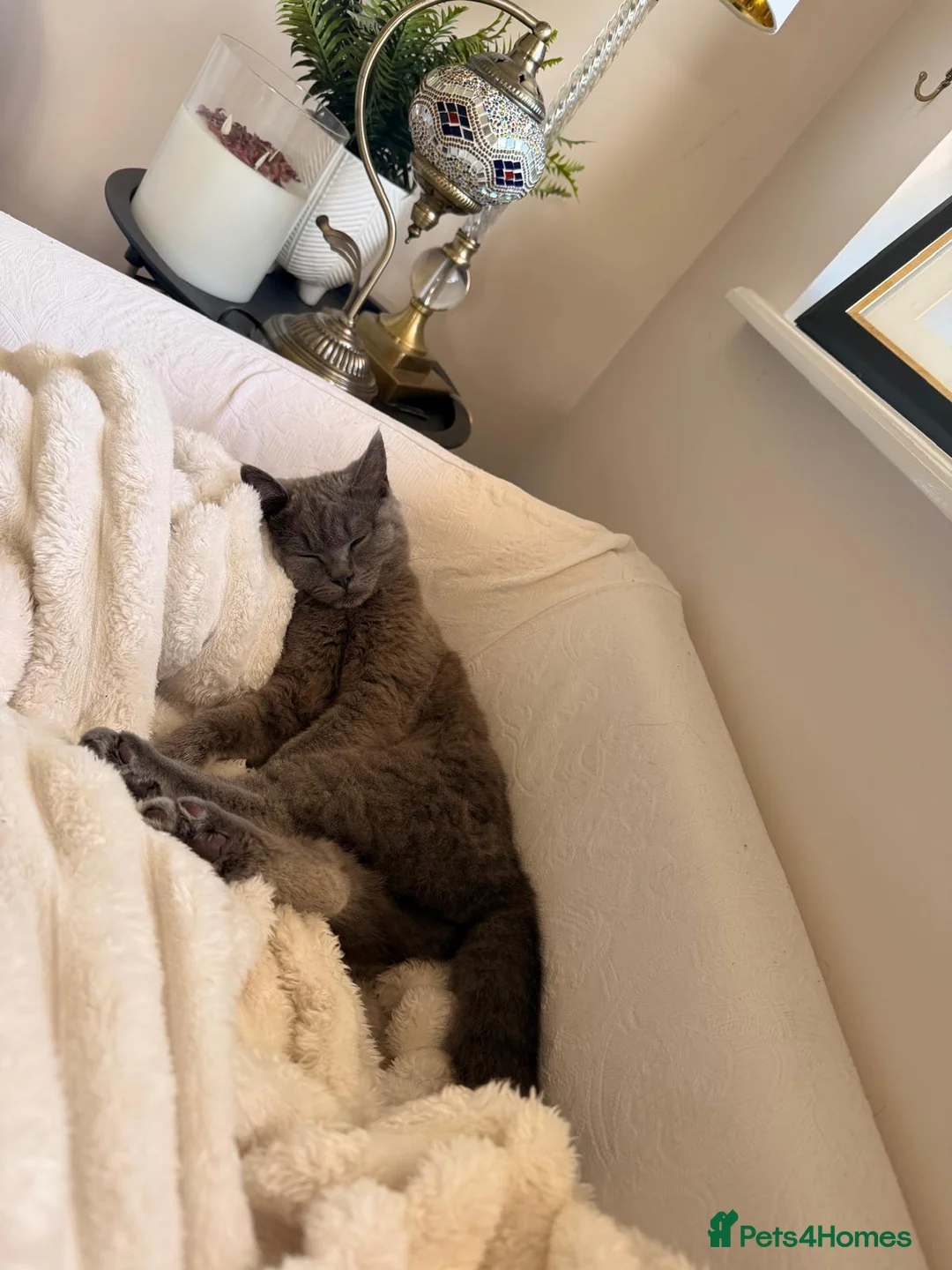 British Shorthair cats for sale: British shorthair Female kitten  - Advert 20