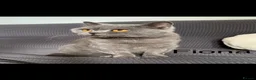British Shorthair cats for sale: GCCF ACTIVE BSH QUEEN & 14 MONTH BABIES FOR SALE - Advert 3