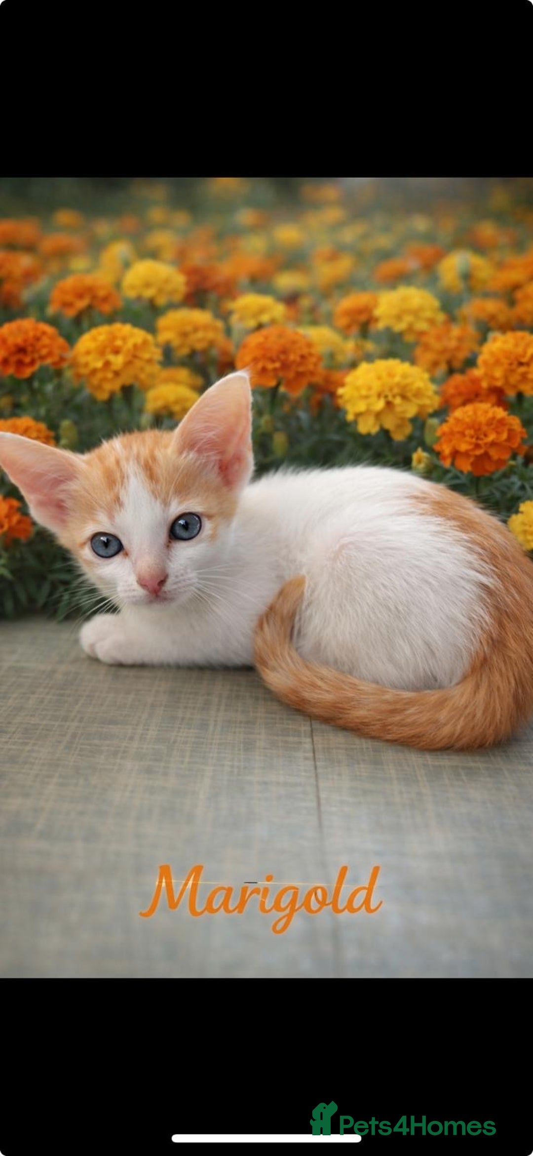 Oriental cats for sale: Gorgeous oriental kittens  - Advert 3