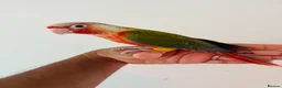 Conures birds for sale: Hand reared conures for sale  - Advert 13