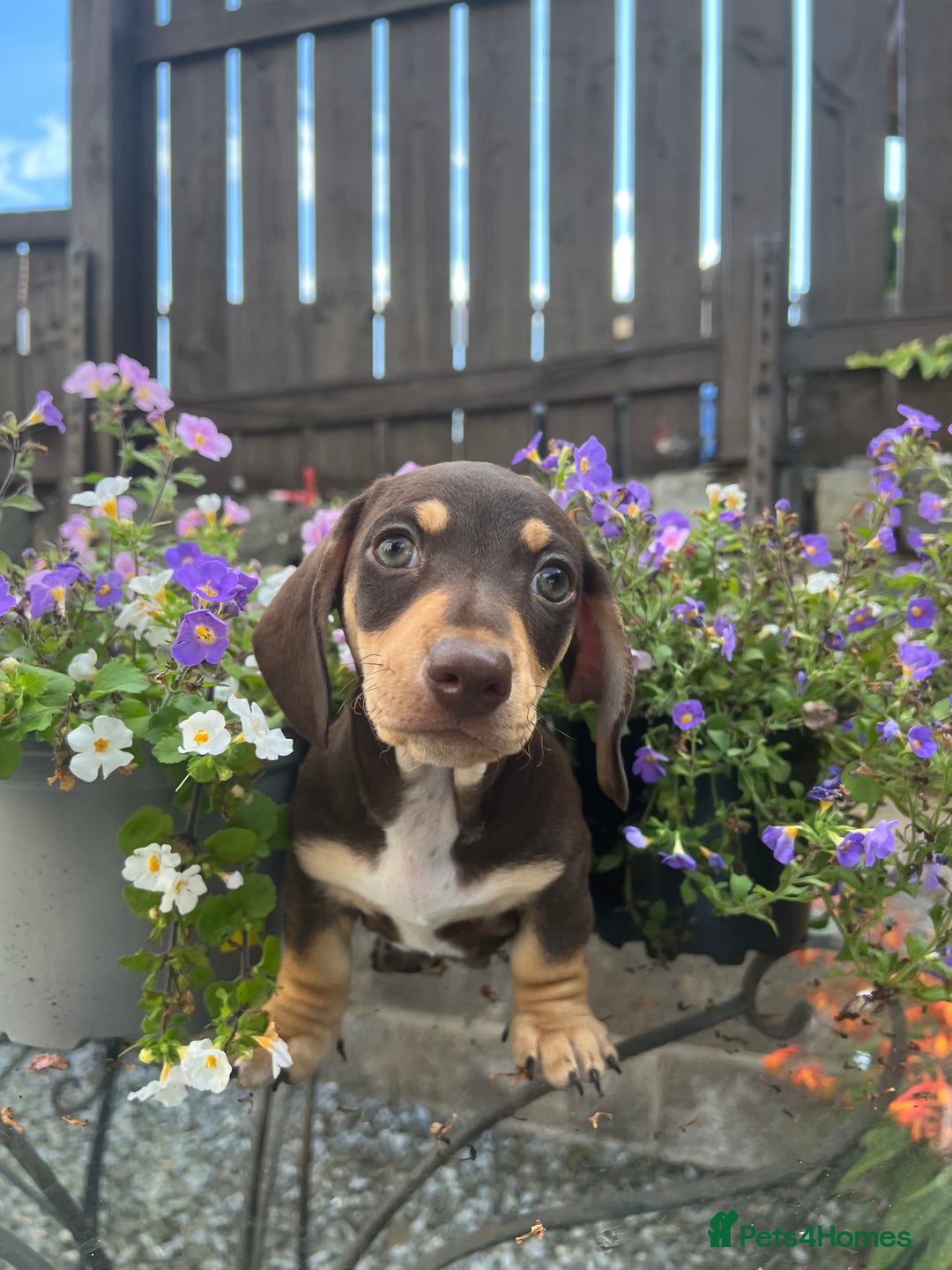 Miniature Dachshund dogs for sale: Stunning Miniature Dachshund Puppies  - Image 4