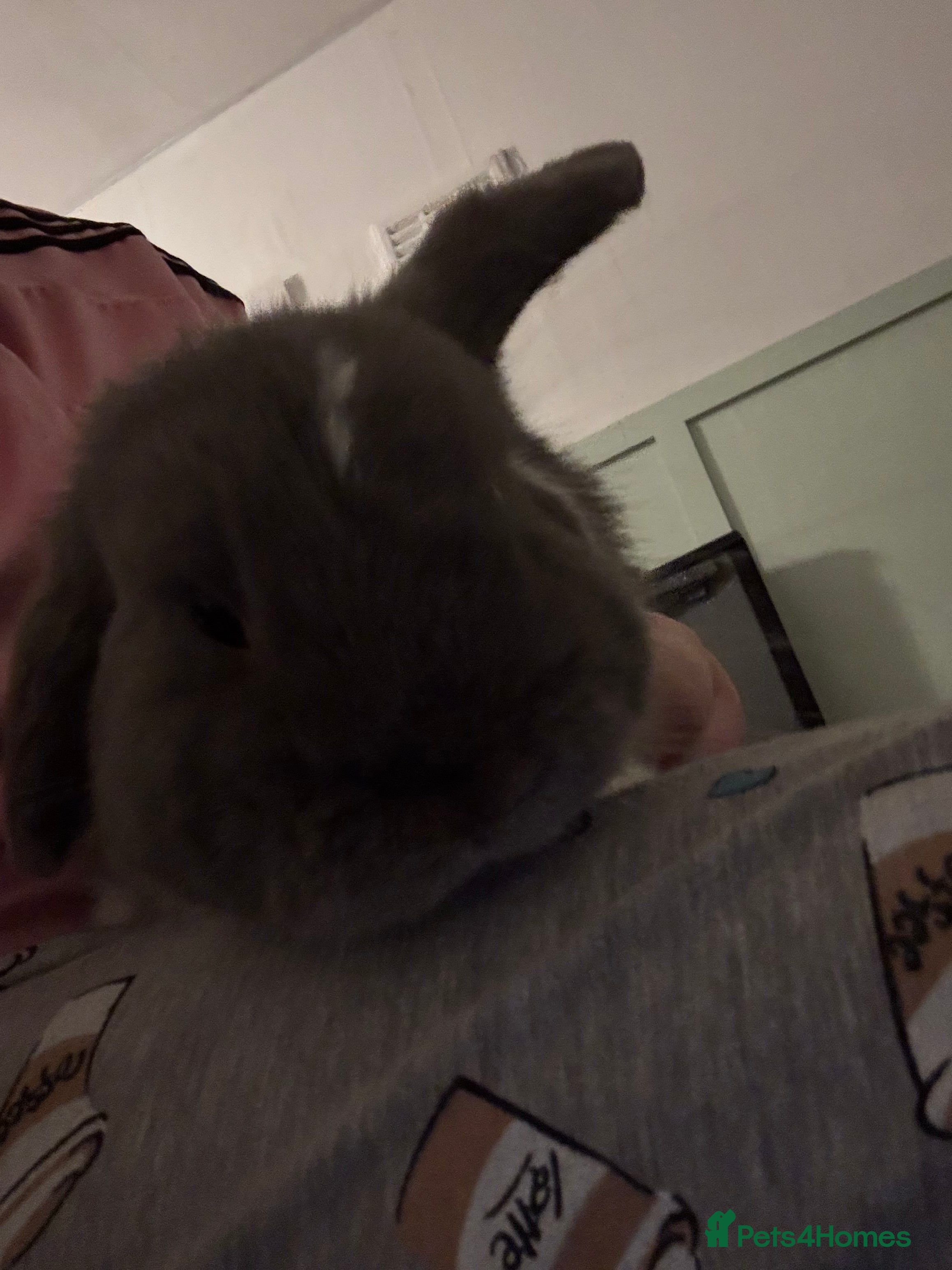 Mini Lop rabbits 2 rabbit for sale with all they need  - Advert 1