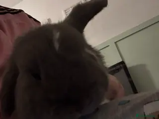 Mini Lop rabbits 2 rabbit for sale with all they need - Advert 19