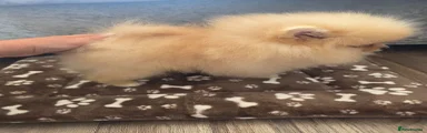 Pomeranian Puppy 2