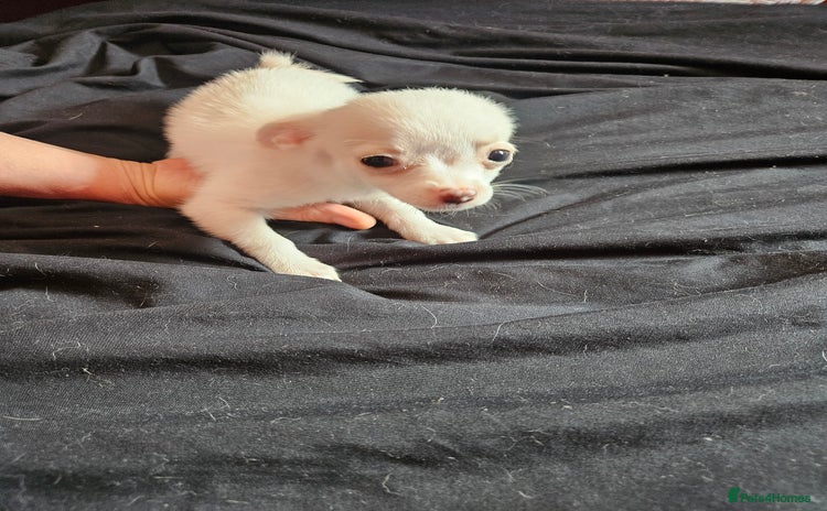 Pomchi dogs - Advert 1