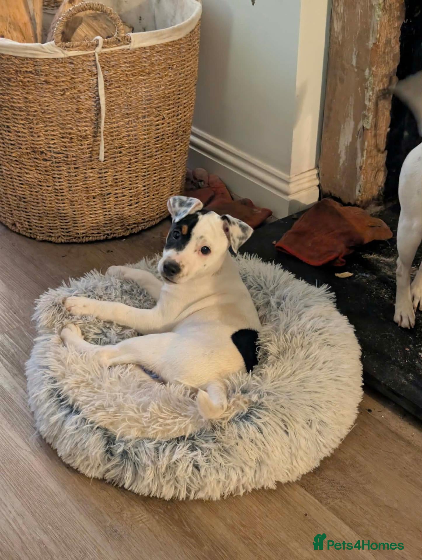 Jack Russell dogs One boy Jack russell left! - Advert 2