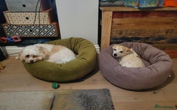 Mixed Breed dogs for adoption: 💖🐶 JULIET 🐶💖 - Image 20