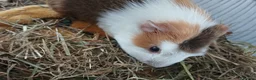 Guinea Pig rodents for sale: Sow Guinea Pigs for sale £50 - Advert 2