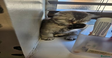 Scottish Fold cats in Southampton - Advert 5
