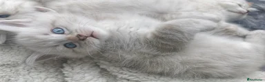 Ragdoll Kitten 2