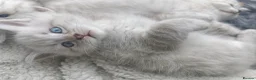 Ragdoll cats for sale: 6 beautiful floofballs 1 flame 5 bluepoint   - Advert 3