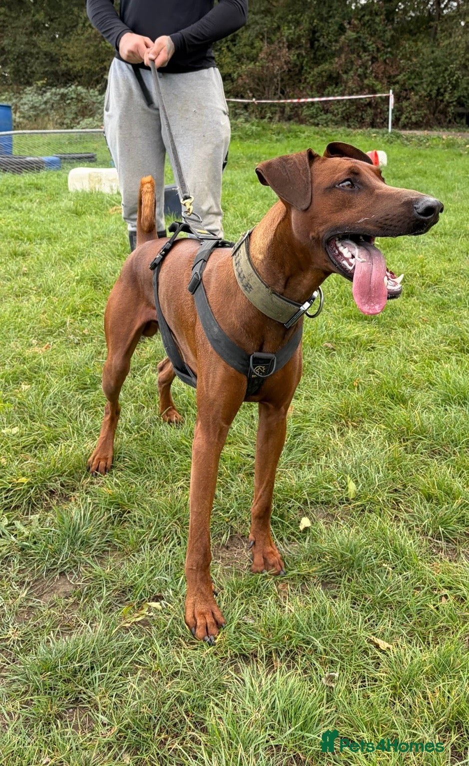 Mixed Breed dogs for sale: Working Dobermann cross  - Advert 1