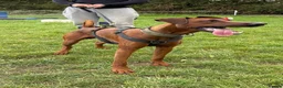 Mixed Breed dogs for sale: Working Dobermann cross  in Ramsgate - Advert 1