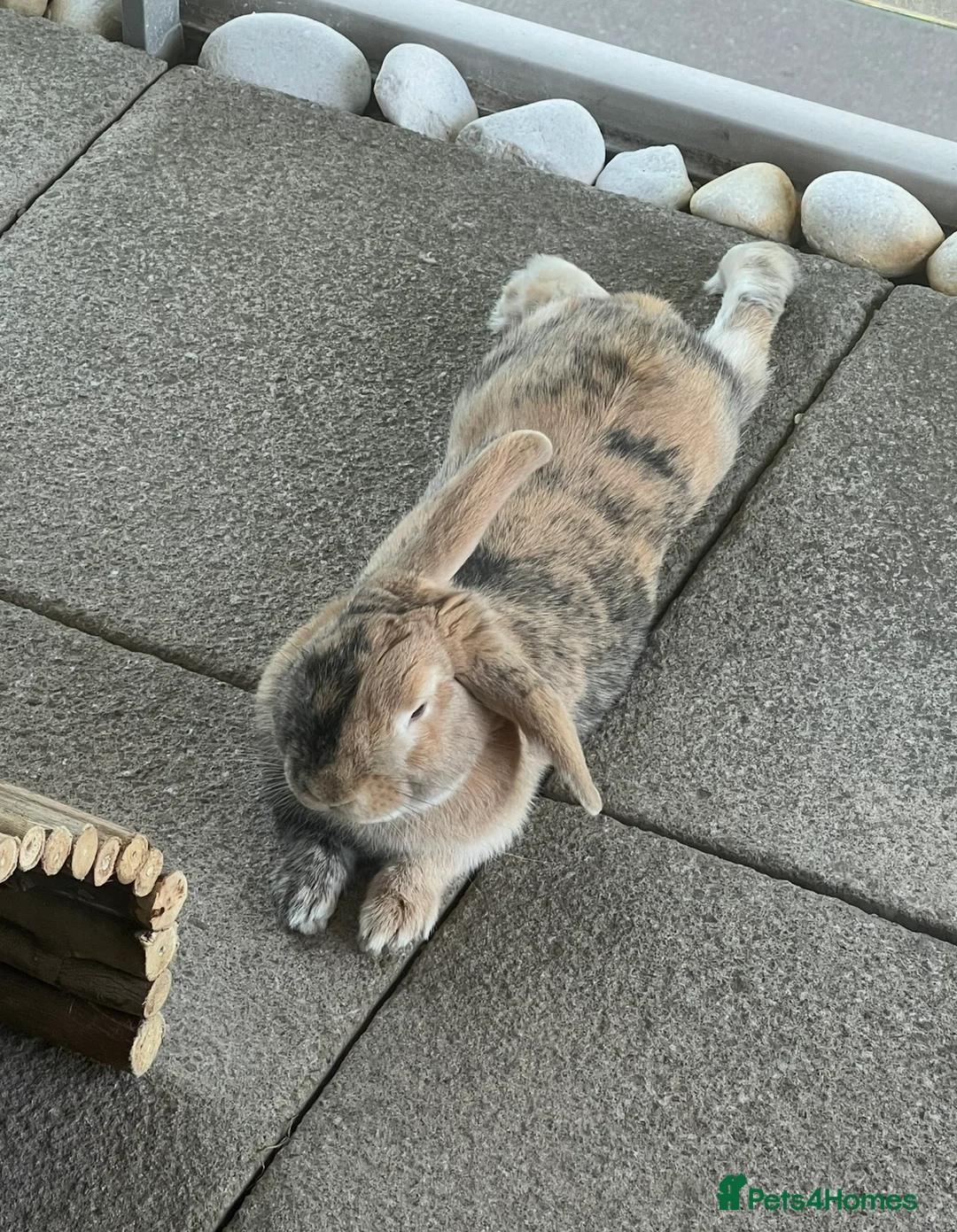 Harlequin rabbits for sale: Warning: This rabbit may steal your heart  - Advert 11