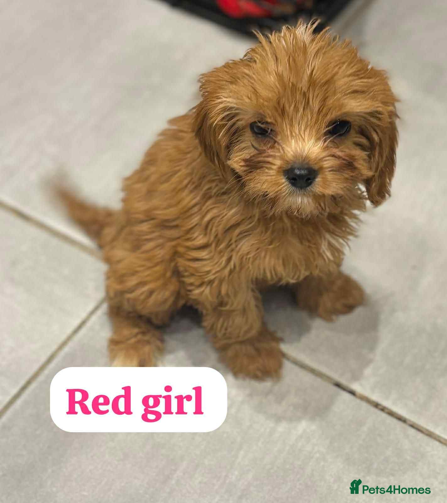 Cavapoo dogs Cavapoo - Advert 4