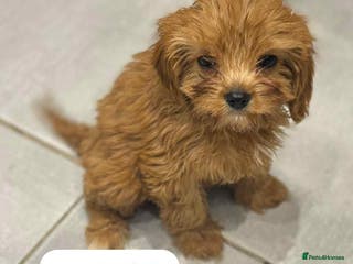 Cavapoo dogs Cavapoo - Advert 3