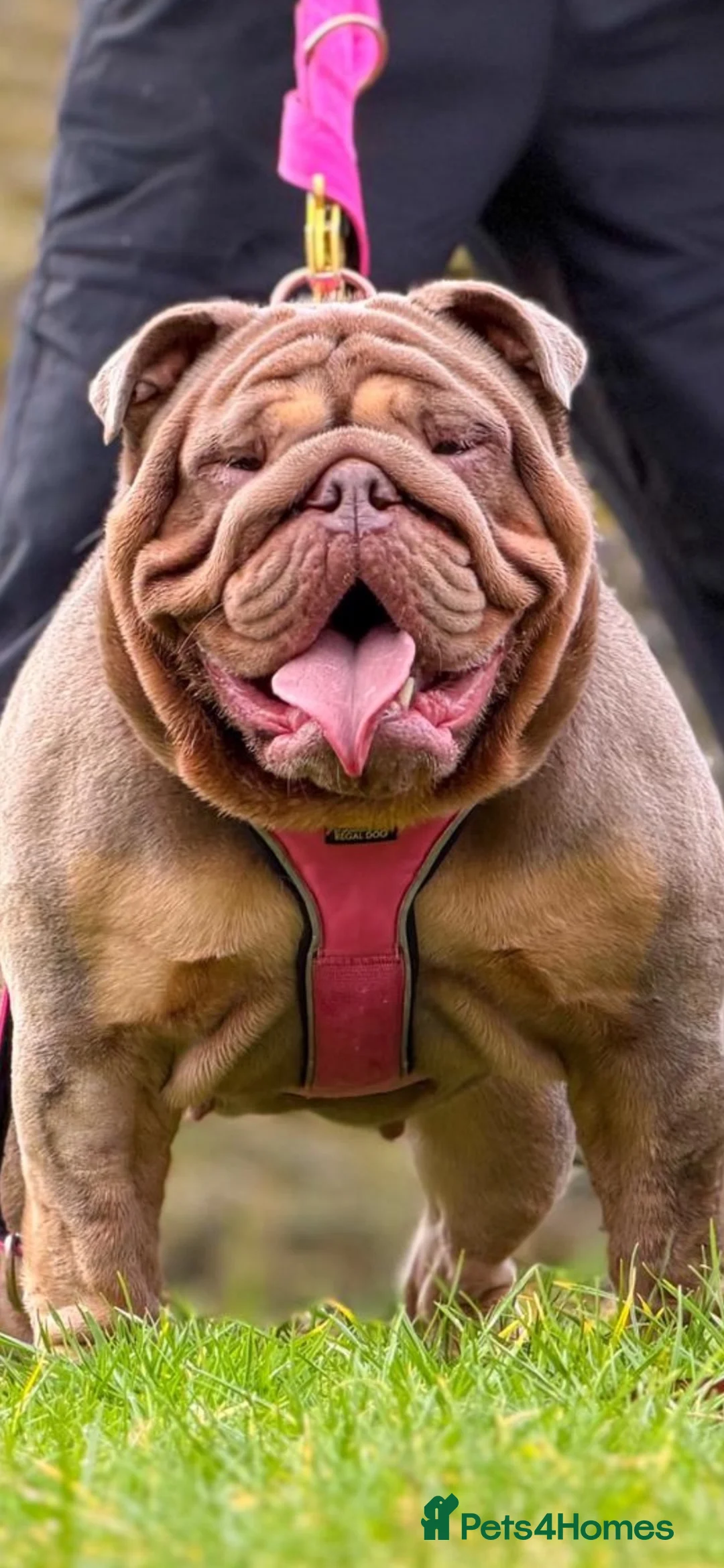 English Bulldog dogs for sale: English bulldog female puppy  - Advert 1