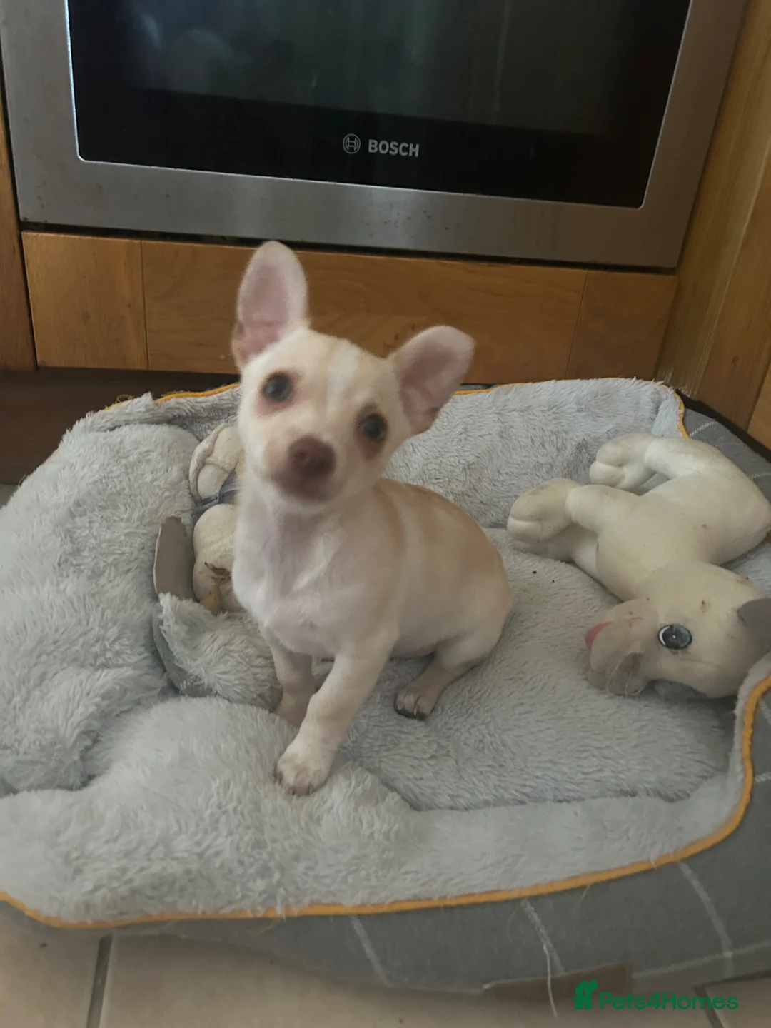 Chihuahua dogs for sale: Chihuahua boy puppy beige and white green eyes - Advert 3