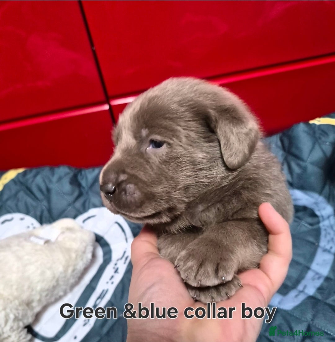 Labrador Retriever dogs for sale: 💎 Stunning Litter of 8 Silver Labradors 💎 - Advert 7