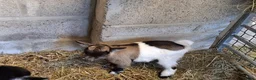 Goats livestock for sale: Gorgeous Pure Bred Pygmy Goat Female Twin Kids in Salisbury - Advert 9
