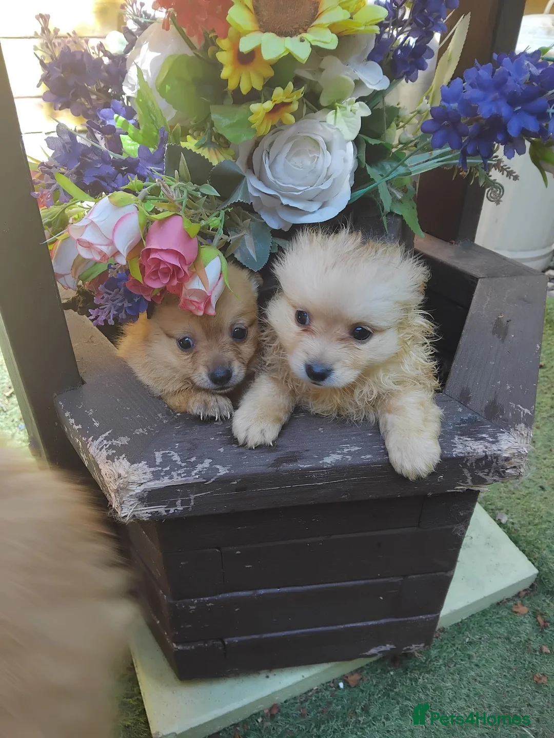Pomeranian dogs for sale: Stunning palmeranian puppies for sale 8 weeks old. - Advert 2
