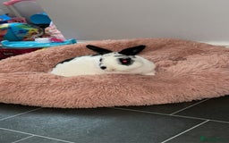 English rabbits for sale: Rocky the Rabbit  - Image 3