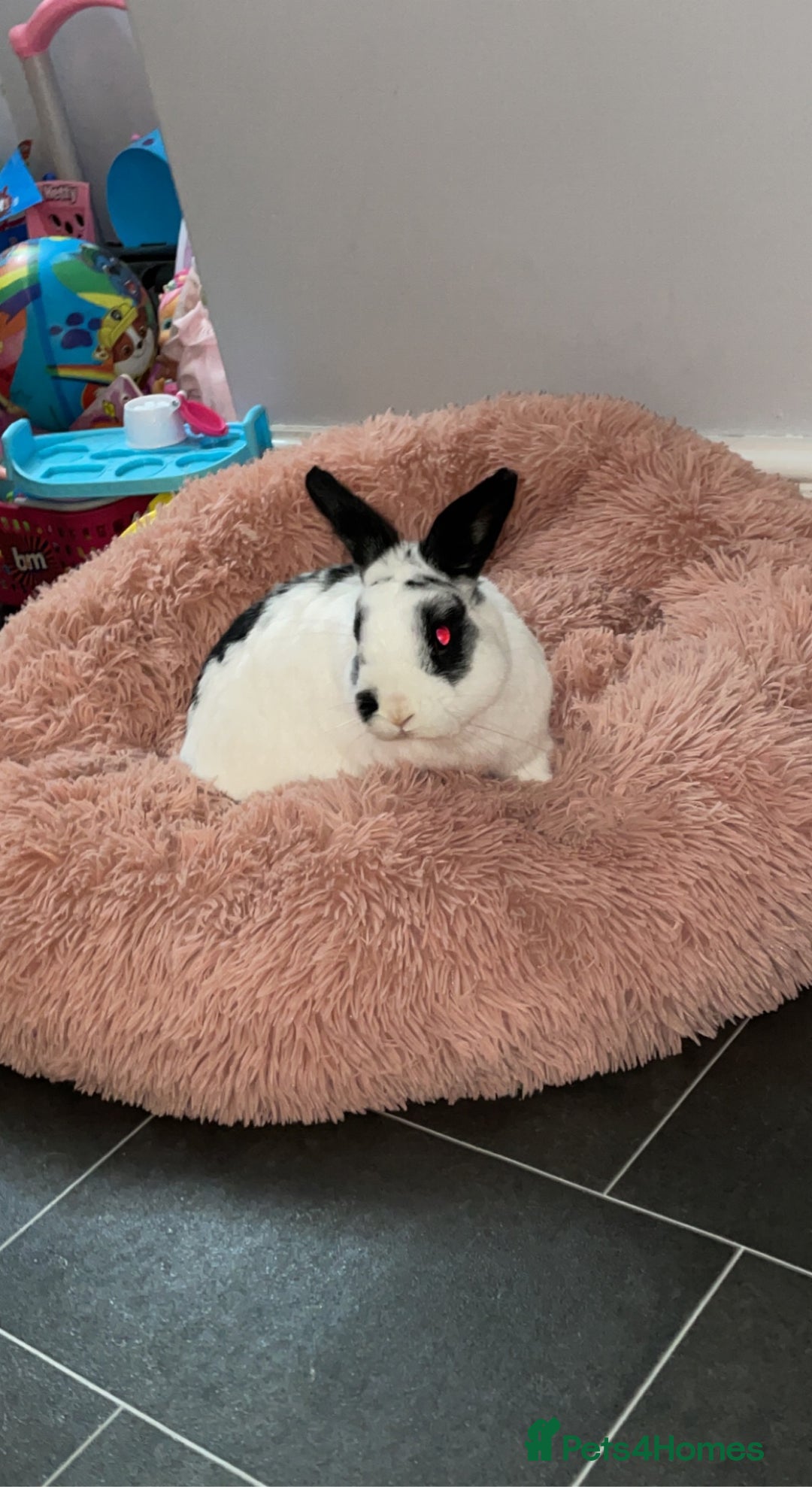 English rabbits for sale: Rocky the Rabbit  - Image 3