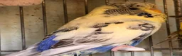 Budgerigars birds for sale: English budgies - Advert 2