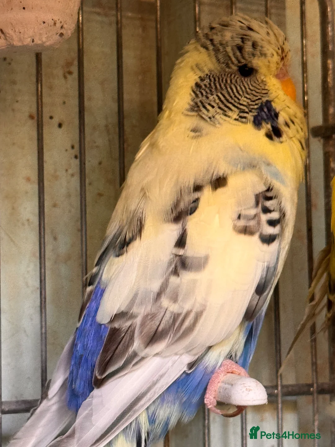 Budgerigars birds for sale: English budgies - Advert 2