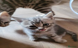 Bengal cats for sale: Bengal x ragdoll kittens - Image 8