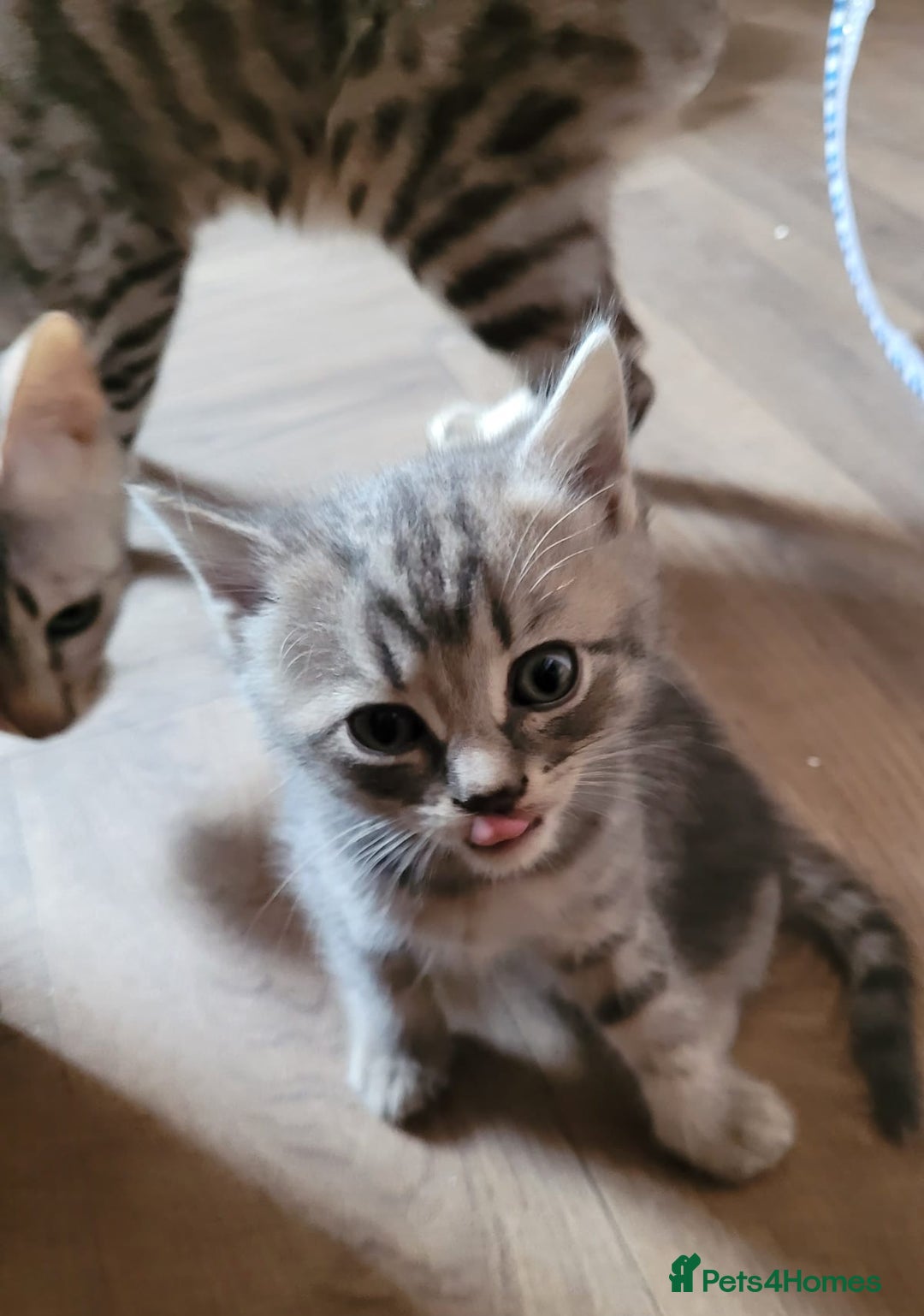 Bengal cats for sale: Bengal x ragdoll kittens - Image 8